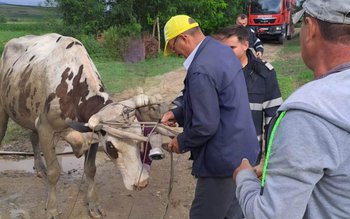 Vacă salvată de pompieri după …