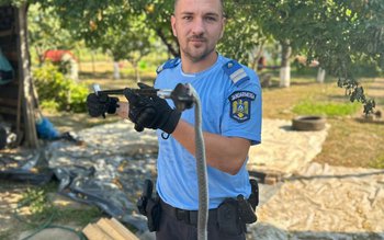 Un șarpe de peste un …