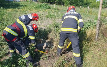 Taur rămas captiv într-o fântână …