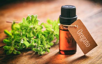 Oregano, condimentul care poate fi …