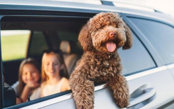 ATENȚIE! Legea interzice în mod …