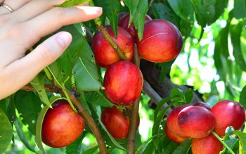 De ce sunt nectarinele benefice …