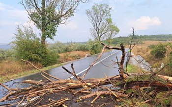 Vântul puternic a doborât un …