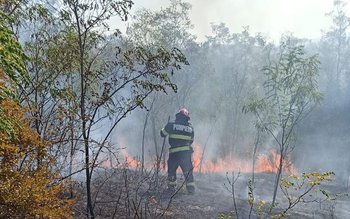 Șapte hectare de vegetație uscată, …