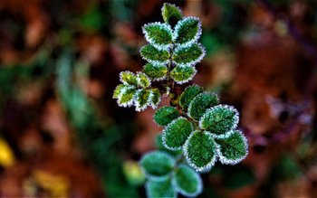 A dat înghețul în România, …