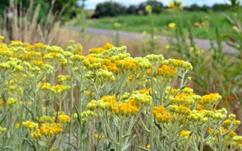 Cum folosim siminocul pentru a …