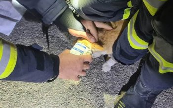 Pisică pofticioasă rămasă blocată într-o …