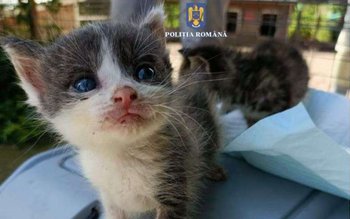 Bărbat sancționat cu 12.000 de …