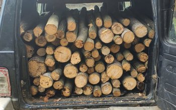 Material lemnos confiscat și amendă …