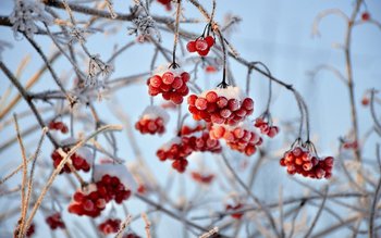 Cât mai durează gerul de …