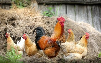 Alertă de gripă aviară la …