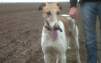 Acțiunile pentru verificarea modului de …