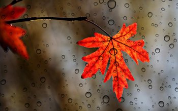 Prognoza meteo pentru următoarele patru …