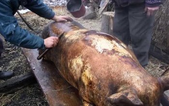 Interzis pentru românii care taie …