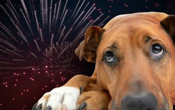 Recomandările veterinarilor pentru stăpânii de …