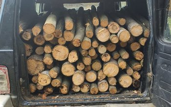 Material lemnos confiscat în comuna …