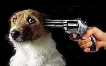 Anchetă a polițiștilor după o …