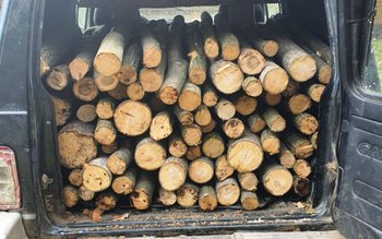 Material lemnos confiscat la Ibănești
