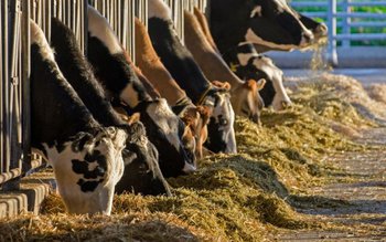 Primul focar de febră aftoasă …