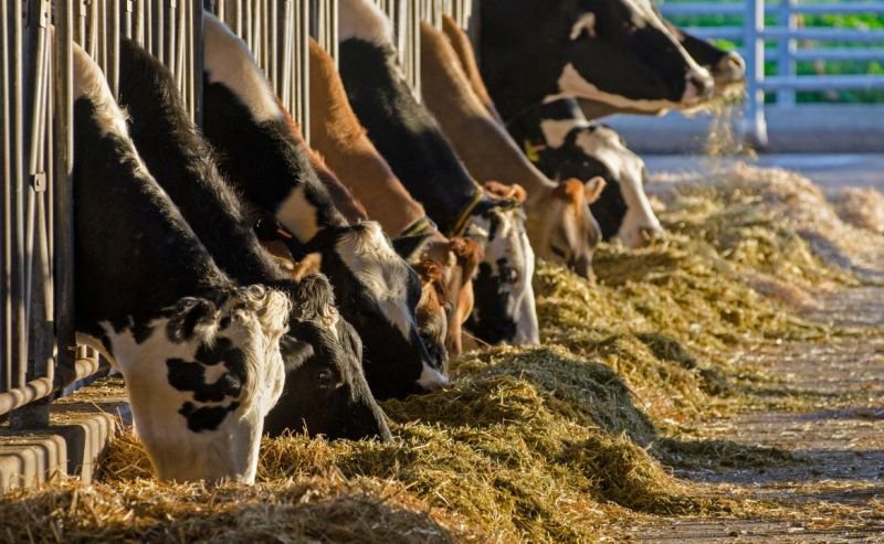 Primul focar de febră aftoasă din Ungaria în ultimii 50 de ani. Fermierii români cer interzicerea importurilor de carne de vită
