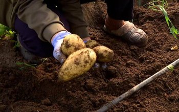 Au apărut primii cartofi noi …