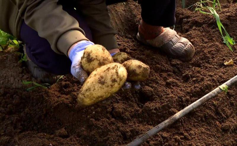 Au apărut primii cartofi noi româneşti, la un preţ de 3 ori mai mare decât cei vechi