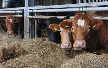 Problema febrei aftoase și riscurile …