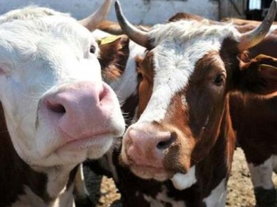 Febra Aftoasă: Atenționare pentru Fermierii …