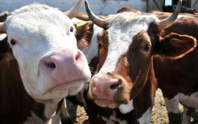 Febra Aftoasă: Atenționare pentru Fermierii din Botoșani