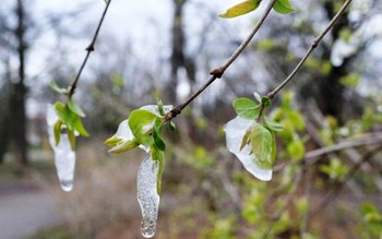 Vortexul polar face prăpăd. O …