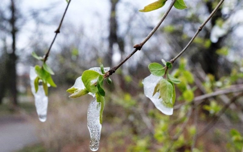 Vortexul polar face prăpăd. O primăvară cum nu s-a mai văzut. Viscol și –10°C în aprilie