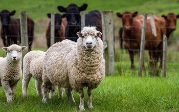 Peste 200 de solicitări către …