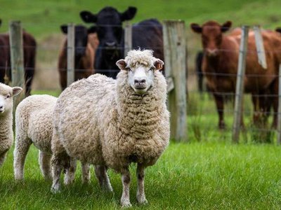 Peste 200 de solicitări către …