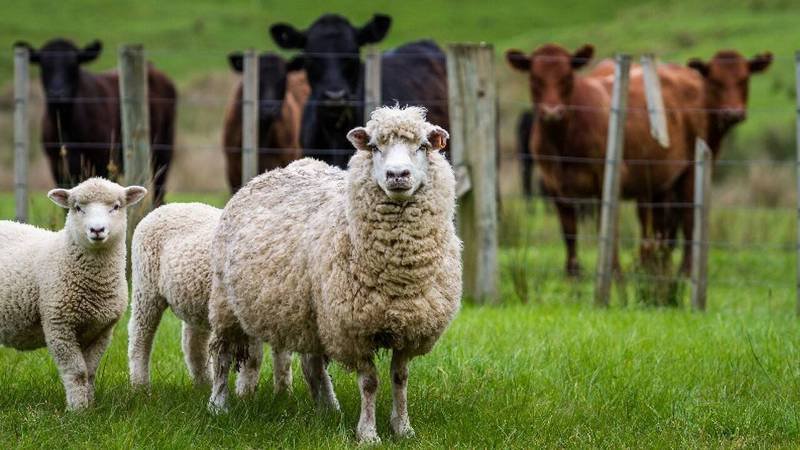 Peste 200 de solicitări către APIA Botoșani eligibile în sprijinul sectorului de creștere a ovinelor/caprinelor, afectat de fenomene climatice nefavorabile