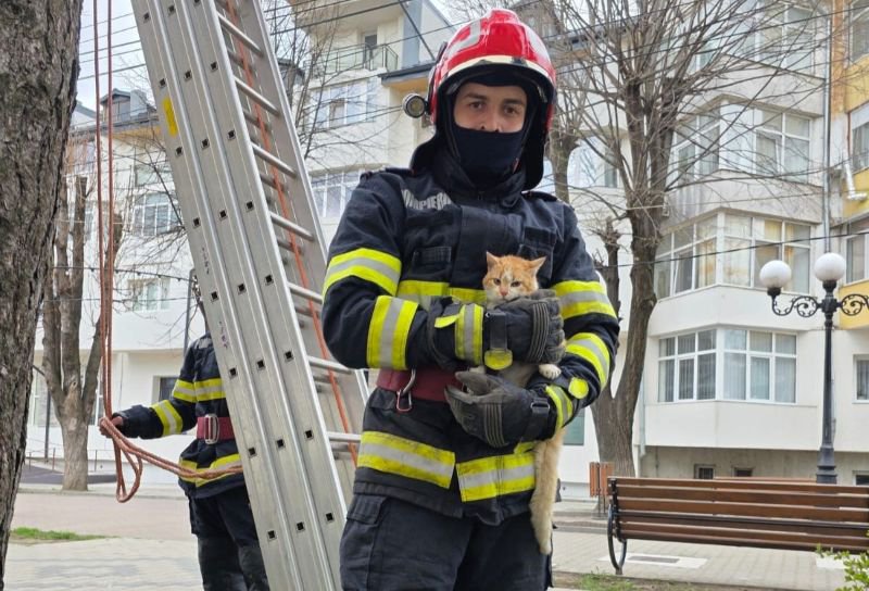 Pisică blocată de două zile într-un copac, salvată de pompieri