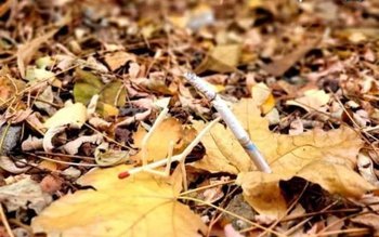 Depozit de furaje cuprins de …