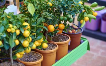 Fructe care prosperă în ghivece …