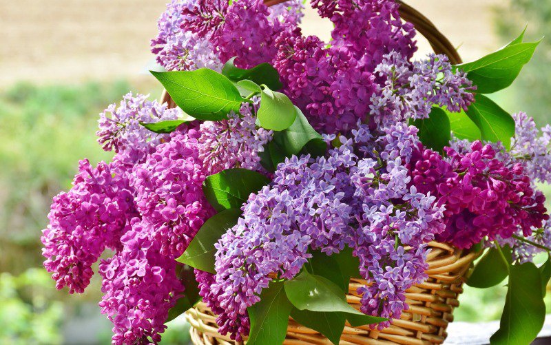 Leacuri externe pe bază de flori de liliac