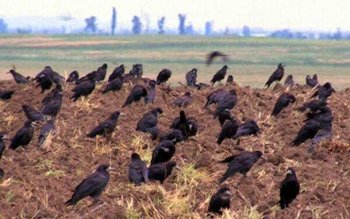 Ciorile fac prăpăd. Fermierii exasperați …