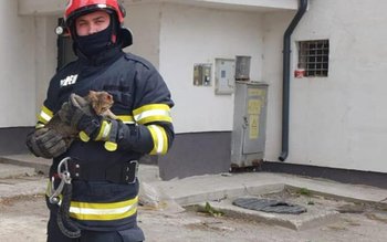 Fugărită de un câine, o …