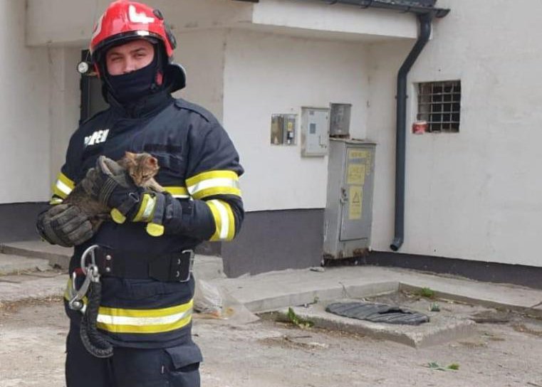 Fugărită de un câine, o pisică s-a refugiat într-un copac înalt de peste opt metri. Pompierii au intervenit