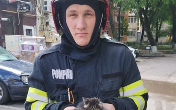 Trei pui de pisică salvați …