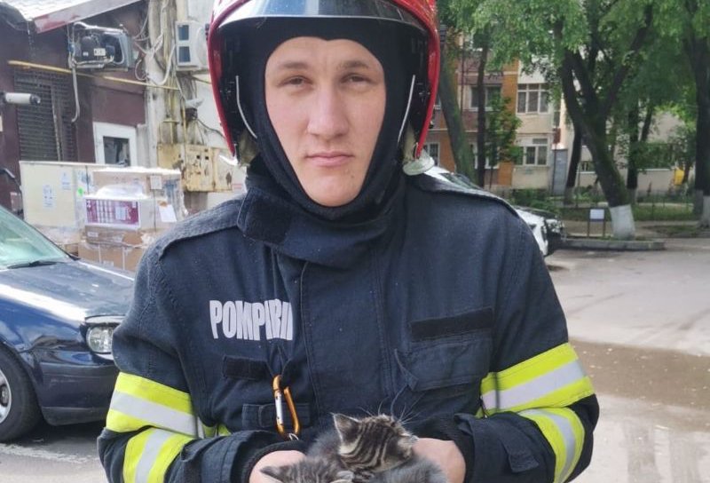 Trei pui de pisică salvați de pompieri din tavanul fals al unei încăperi