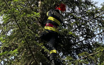 Jandarmii și pompierii au salvat …
