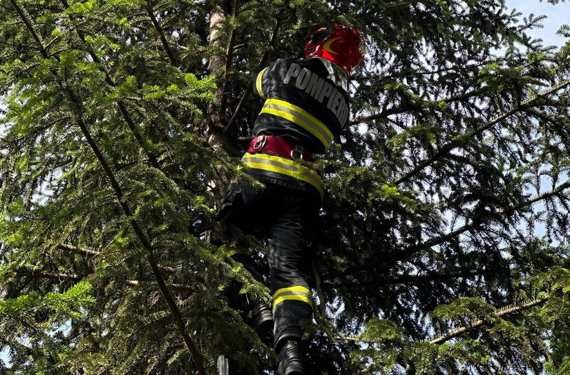 Jandarmii și pompierii au salvat un pui de gaiță, aflat în pericol