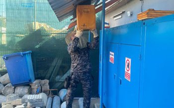 Roi de albine capturat de …