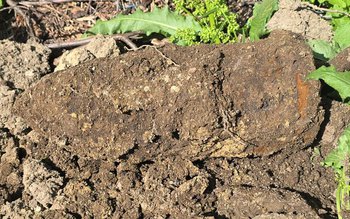 Proiectil descoperit într-o gospodărie din …