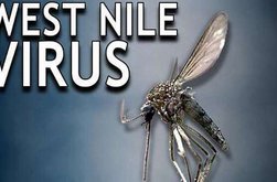Direcţia de Sănătate Publică Botoşani: …