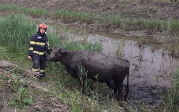 O bovină căzută în râul …