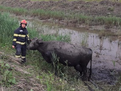 O bovină căzută în râul …
